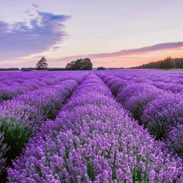 真丝小宝总（品质女装）