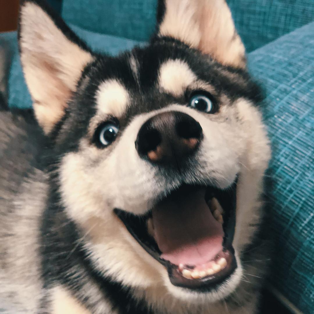 大智若愚哈士奇五一@抖音