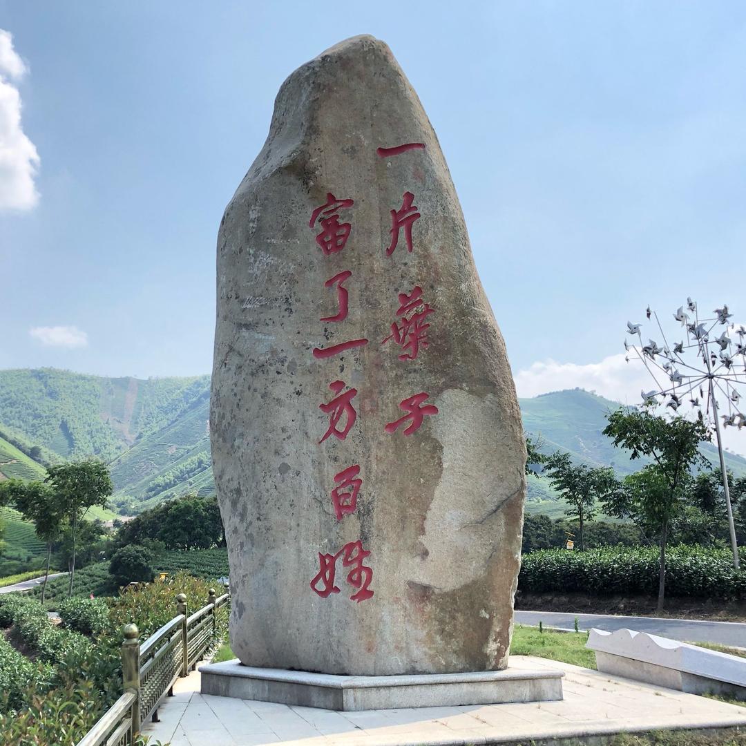 安吉白茶似凤羽