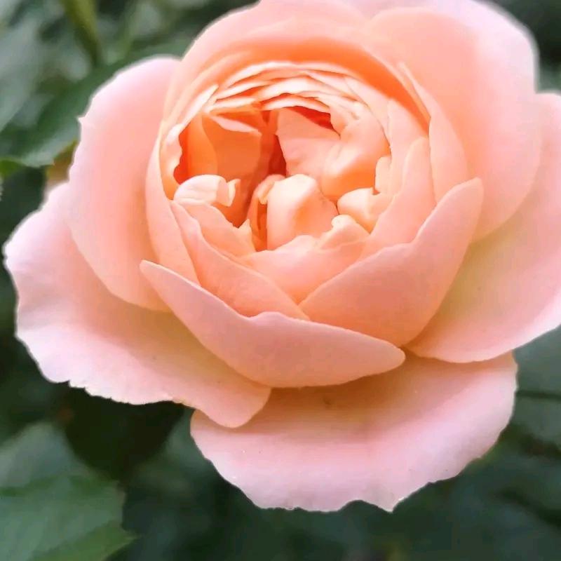 静听花语