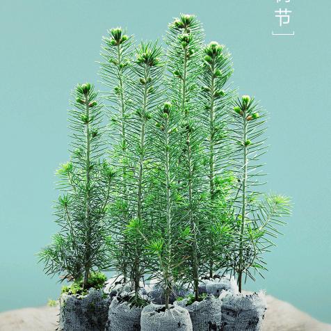 幸福红尘