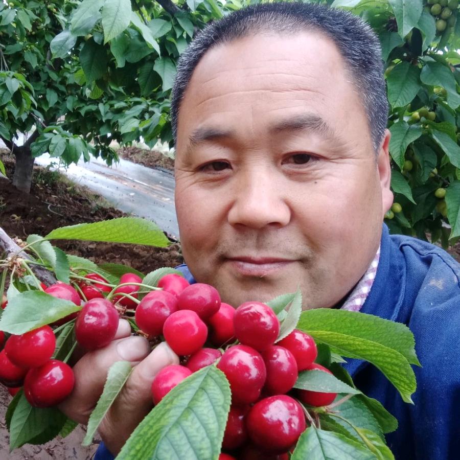 一介草民红樱桃