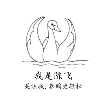 陈飞—养鹅小课堂