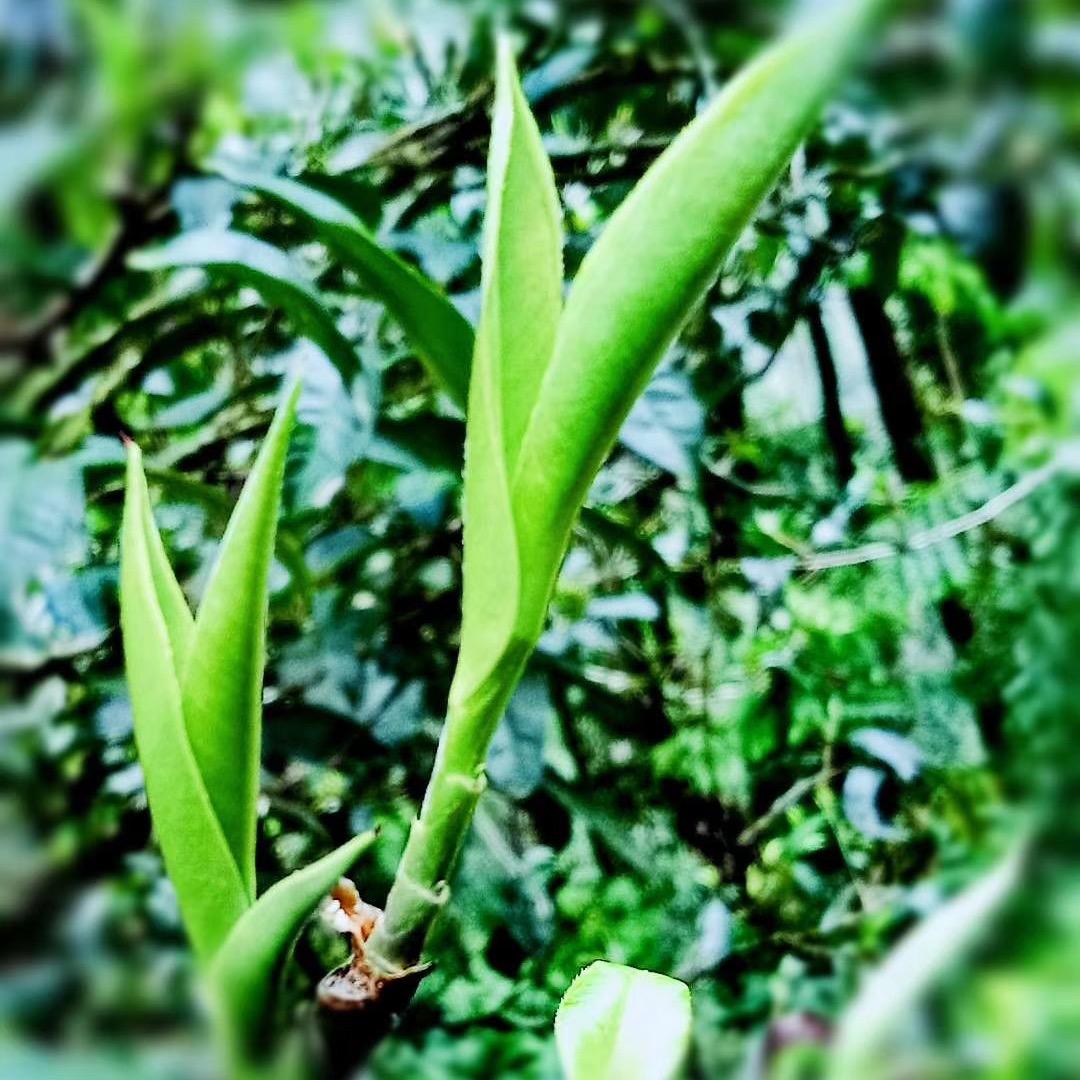 茗（上茗茶业）