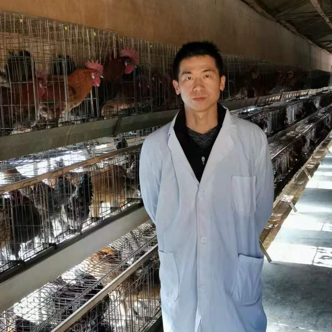 云南鸡苗批发