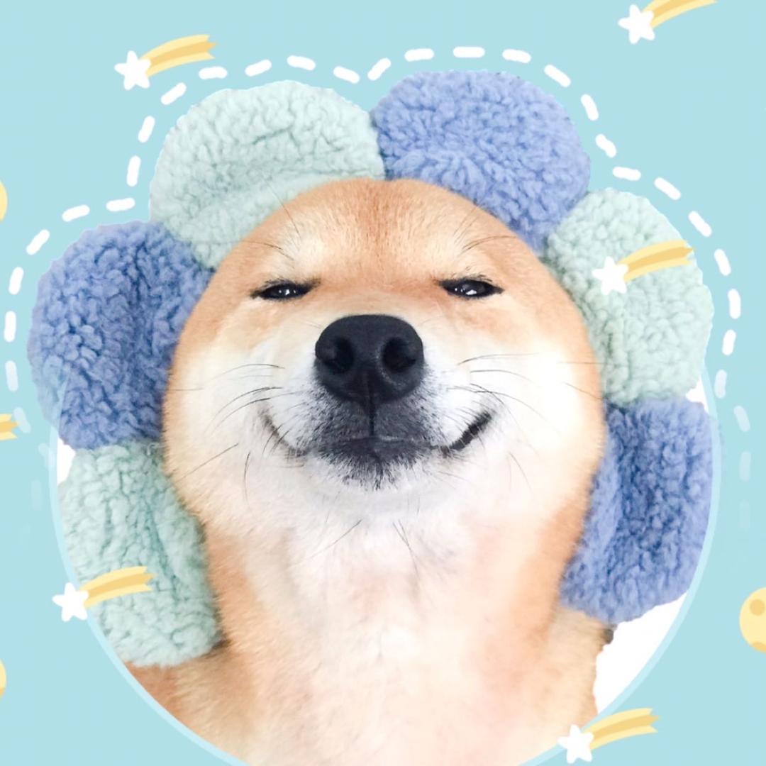 蓁子家柴犬犬舍
