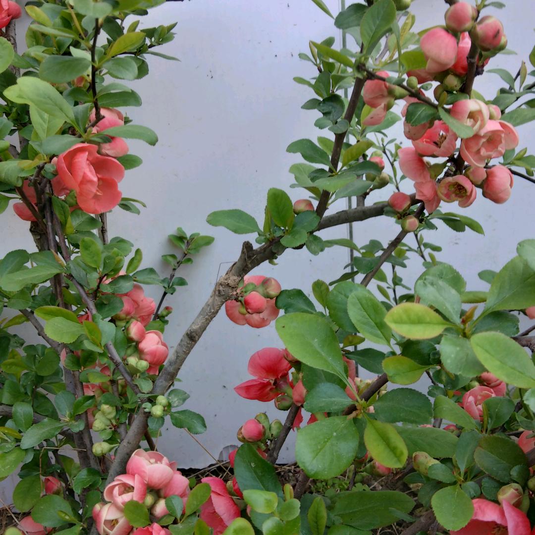 芳芳芳