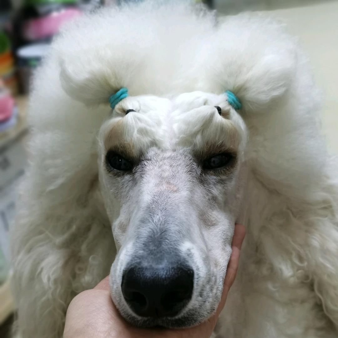 塞拉是个小可爱