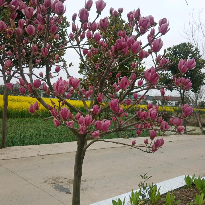 li静