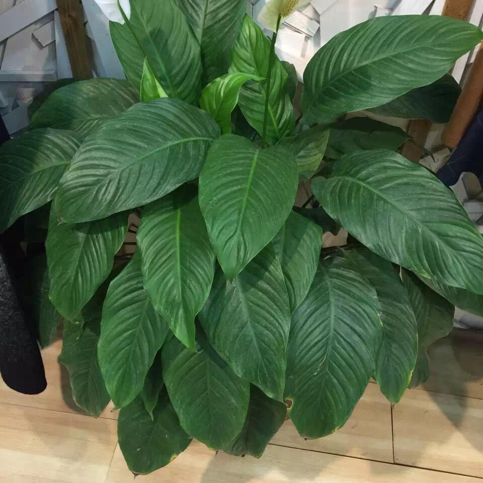 永济嘉彩香（实验小学北嘉彩女装）