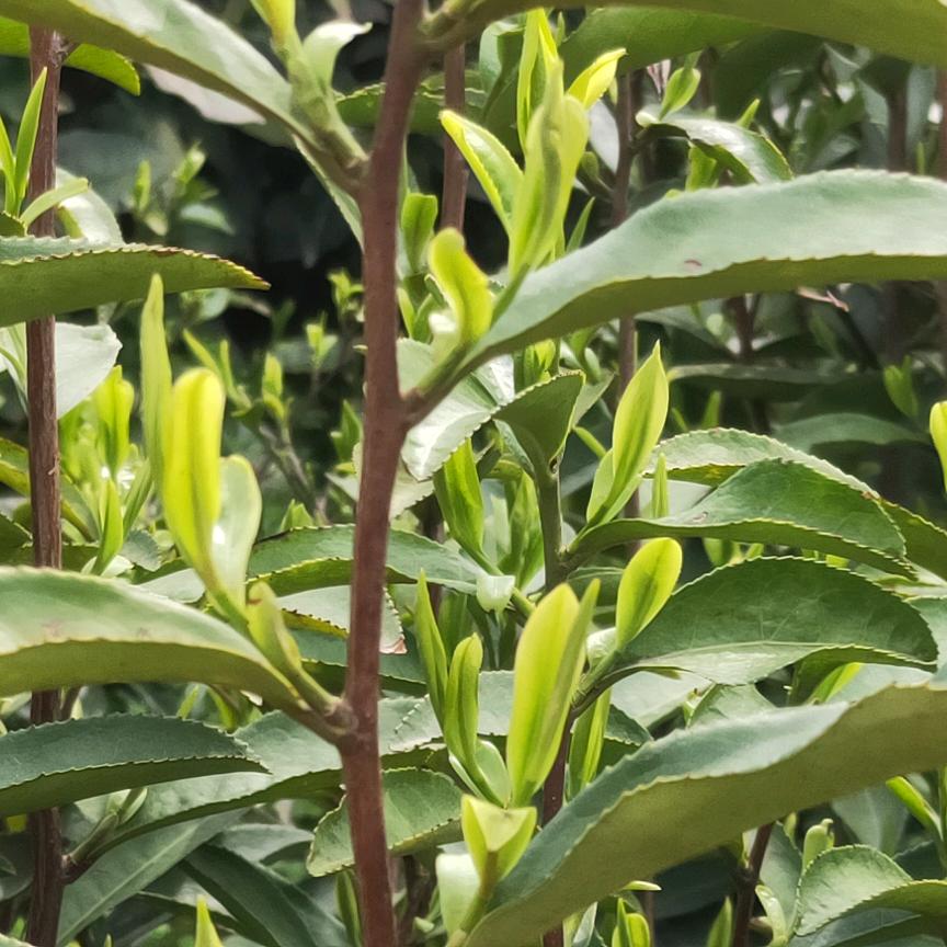 大王山茶厂