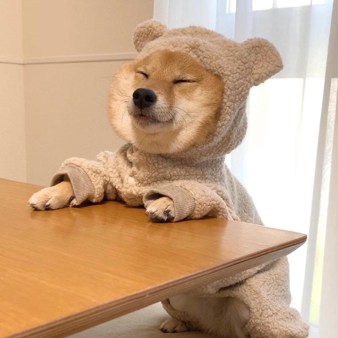 一只小胖