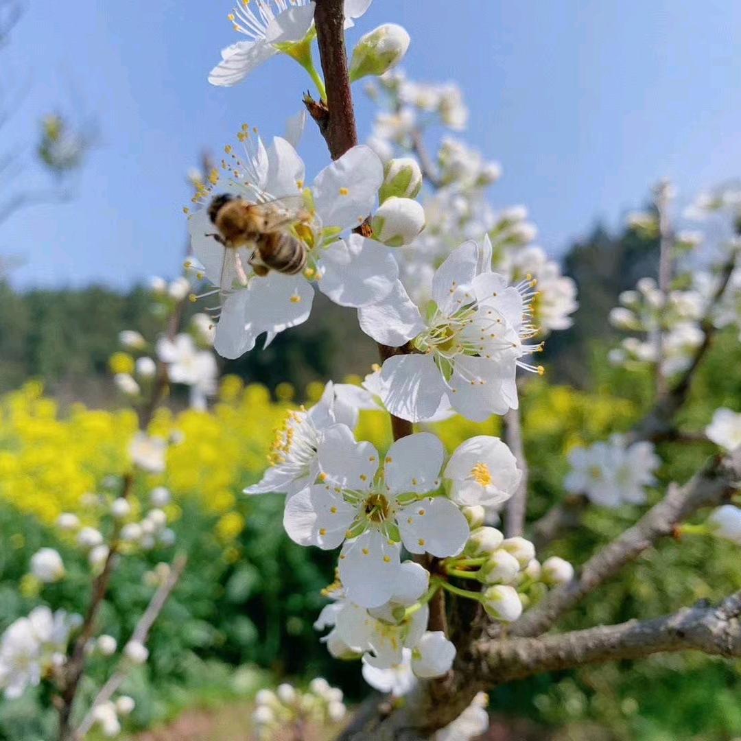 白菜心被吃完了