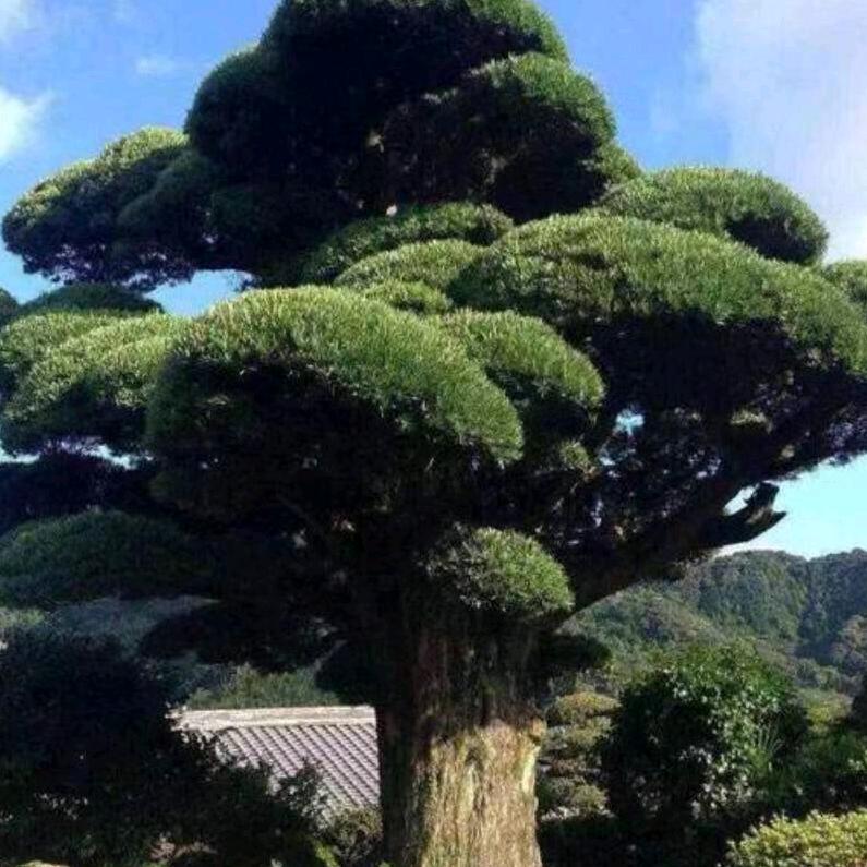 大民罗汉松