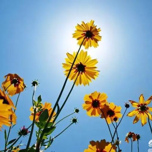 向日葵的乡村生活