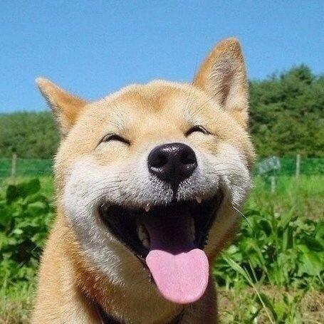 菊宝