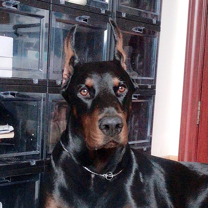 杜宾犬Super