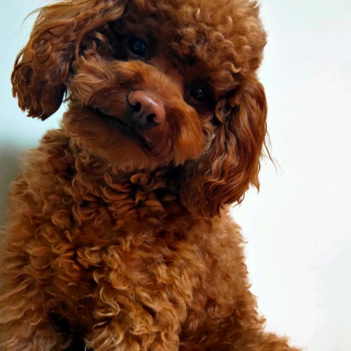 小小丑