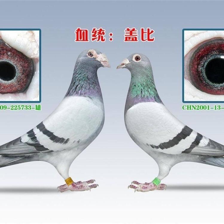 千禧赛鸽