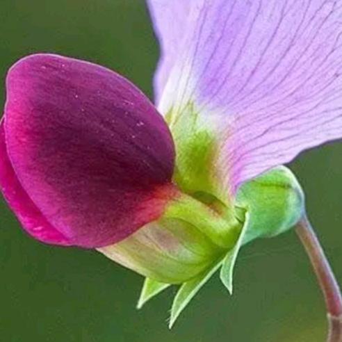 莲花