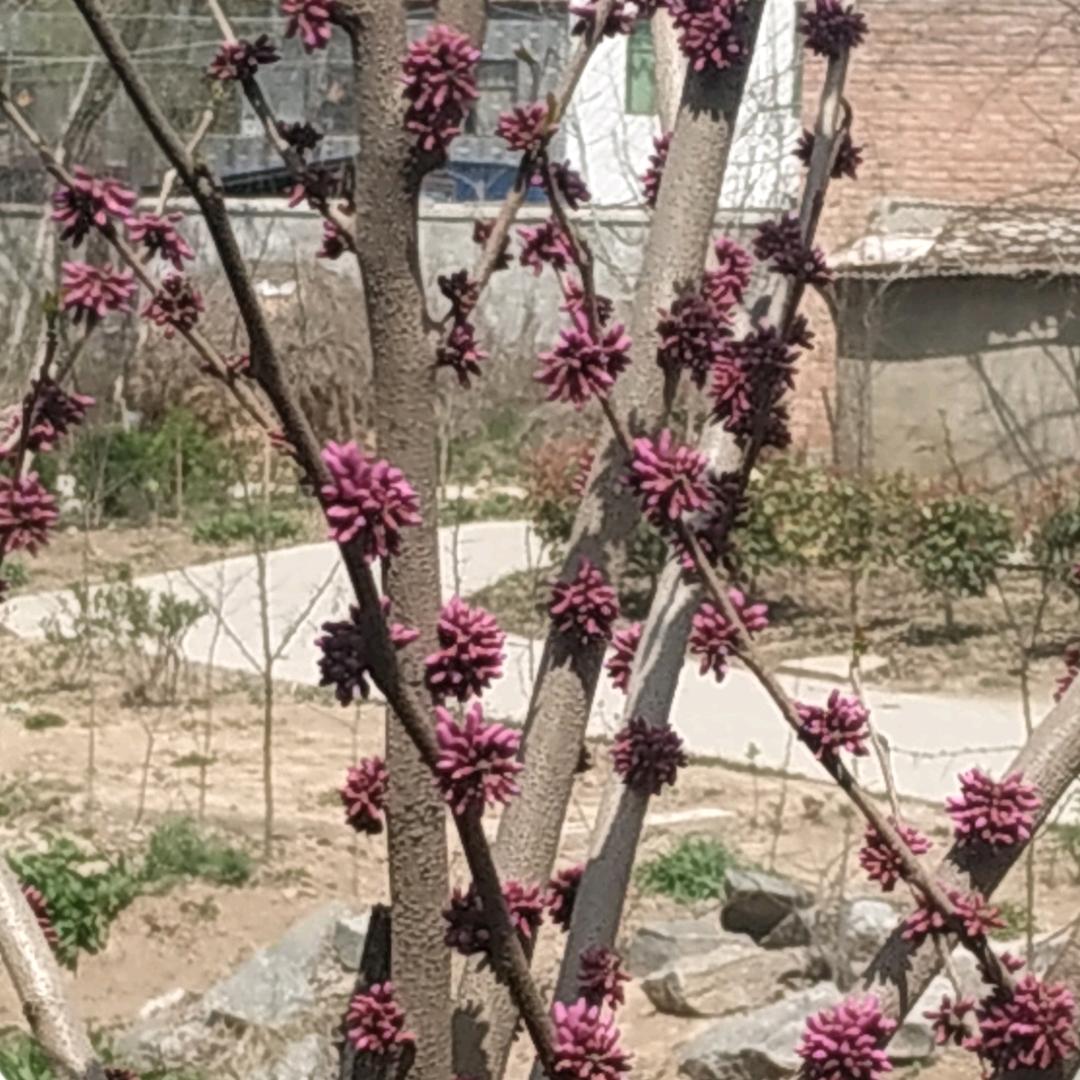 小豌豆