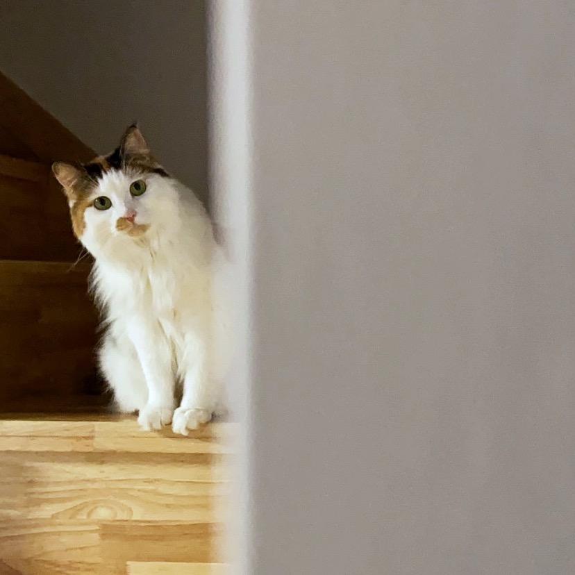金锁是只猫