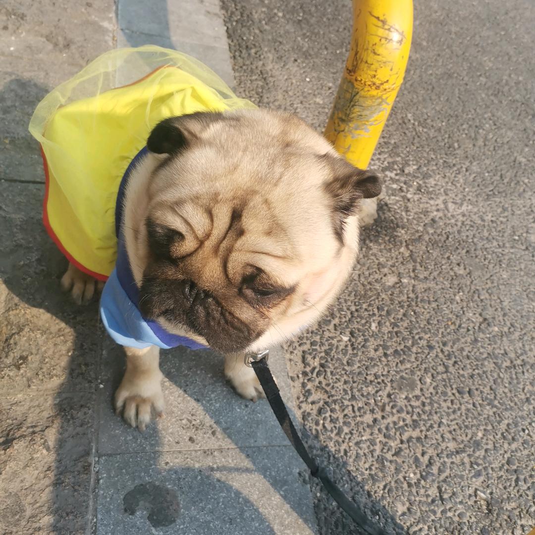 摩罗西