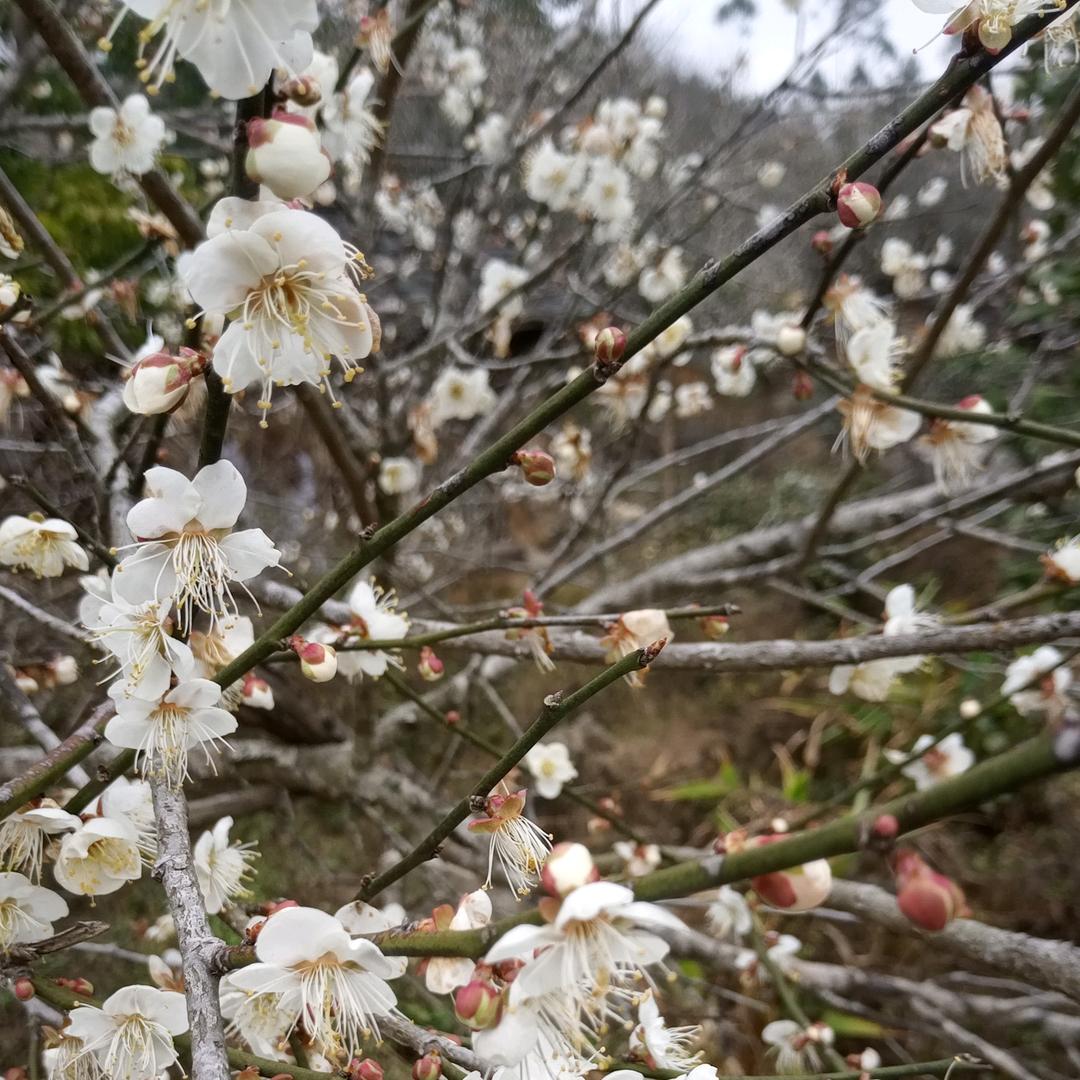 红红的苹果🍎
