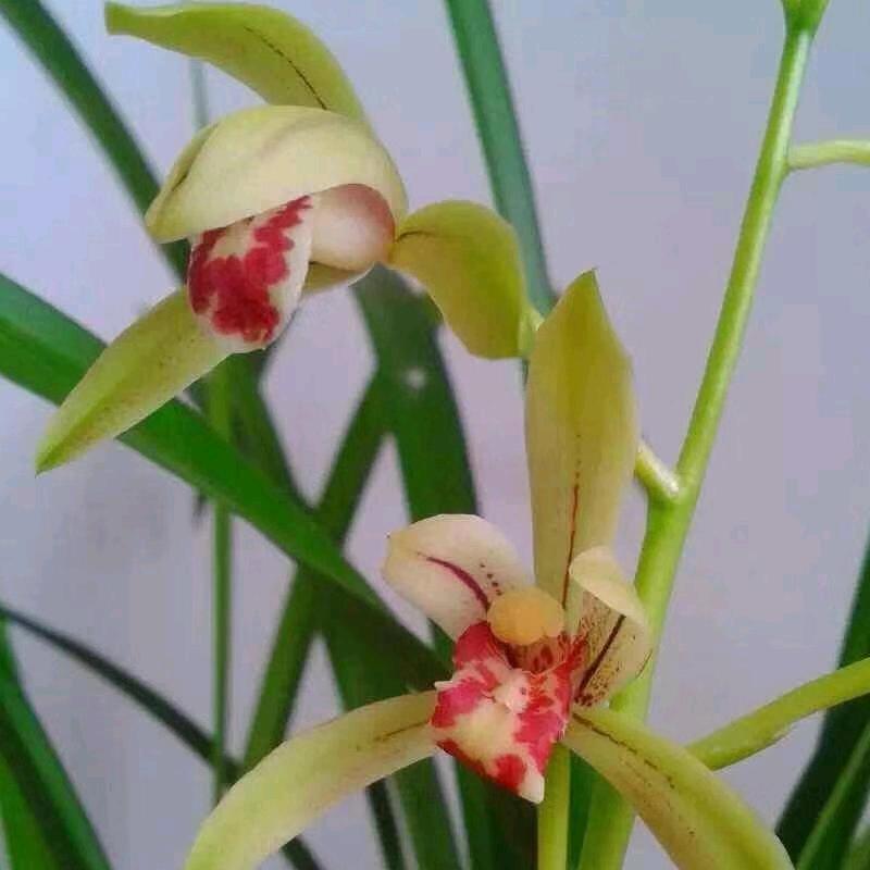 兰婷