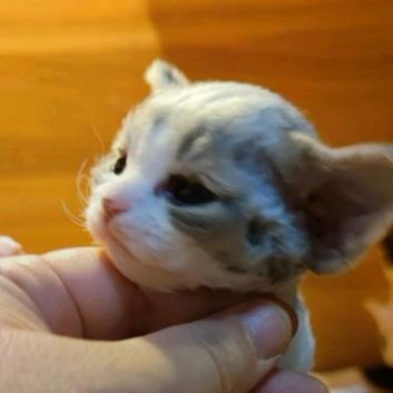 小布布😽德文卷毛猫
