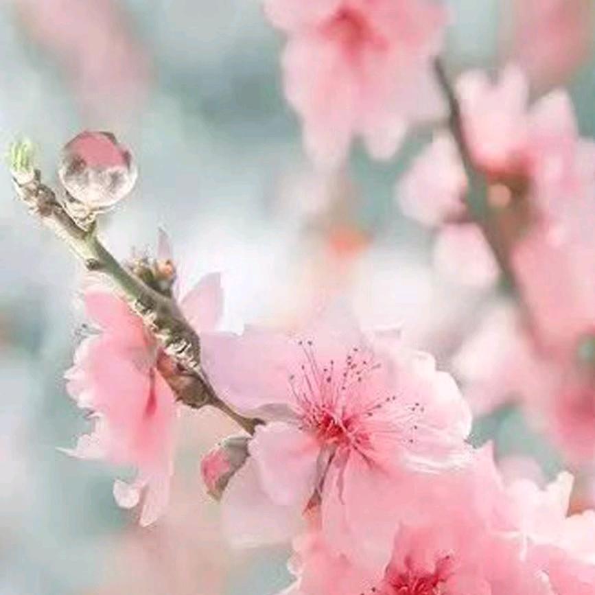 樱桃#咖啡🍒☕️