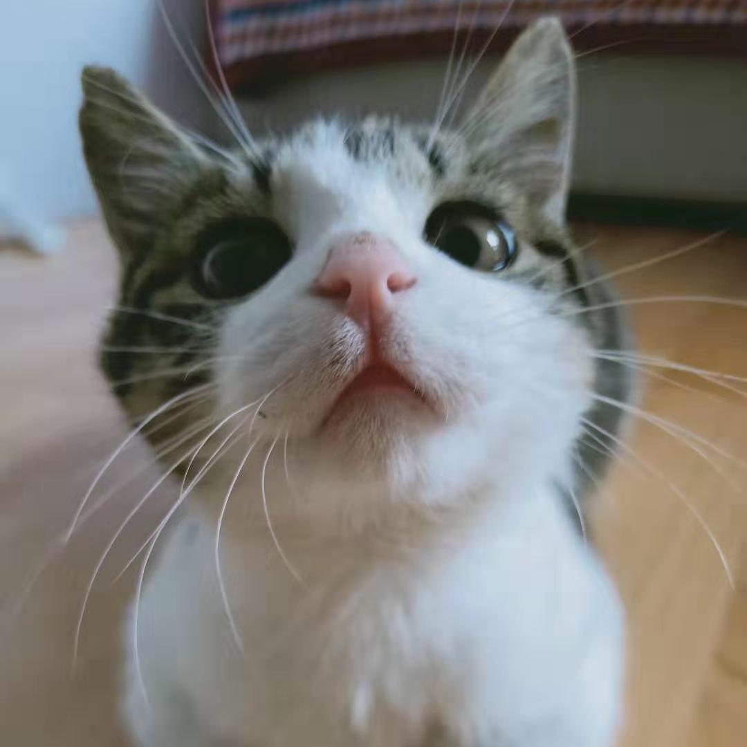 张喜猫🐱