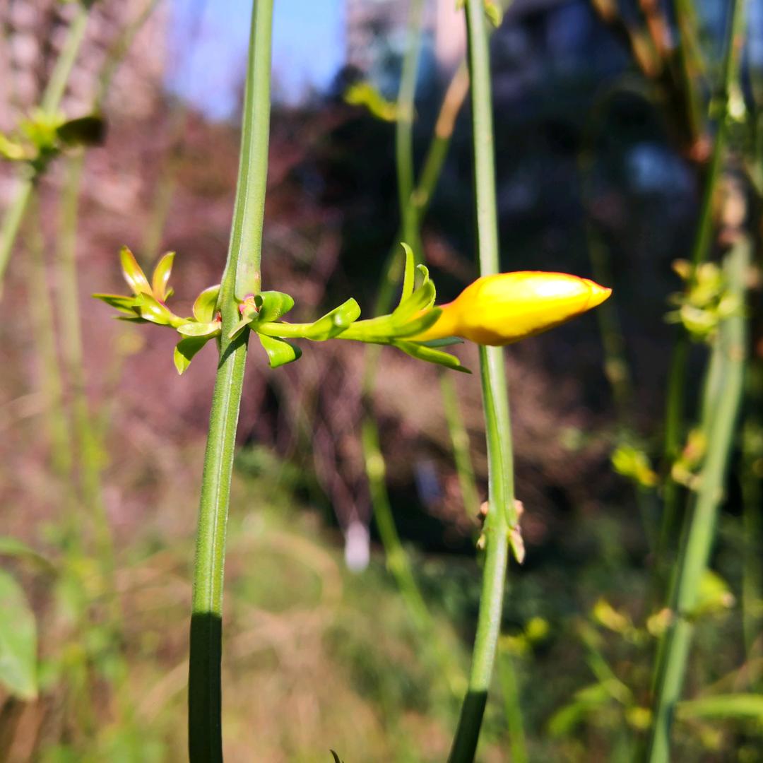 春芽学语