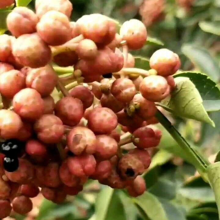 专业嫁接改良无刺花椒