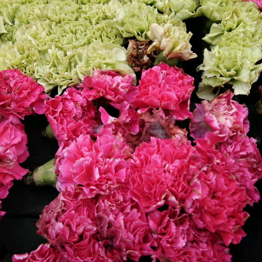 杨玉金～快乐人生！