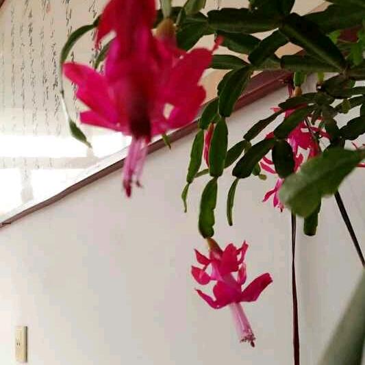 月嫂张姐