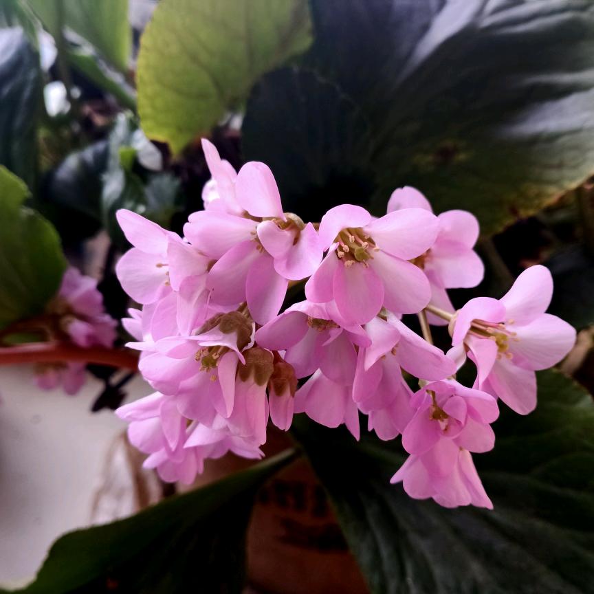 海棠花
