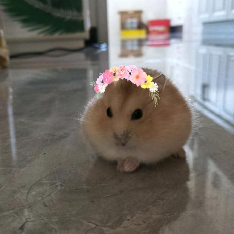 小霖霖