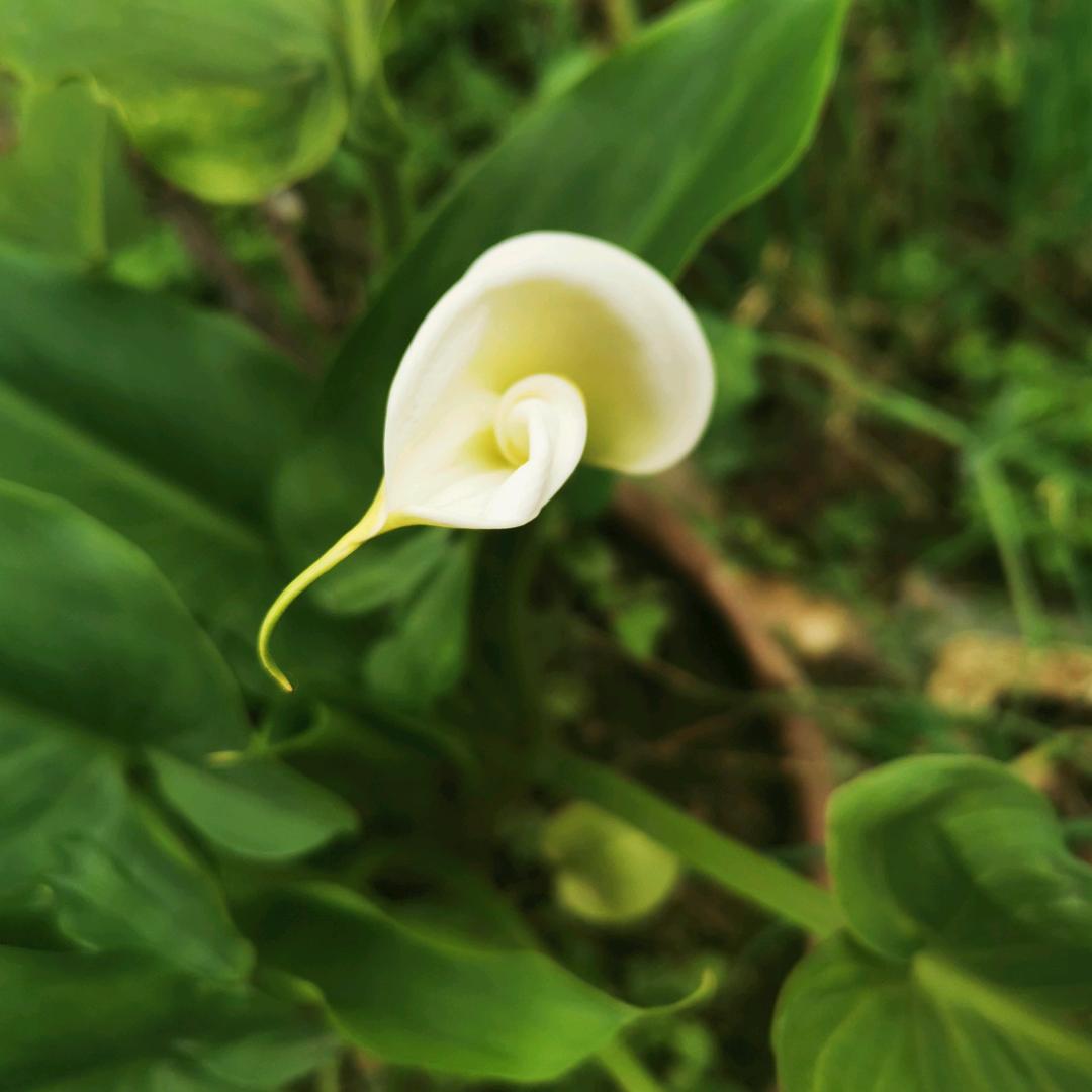 七月茶花   为谁挽纱
