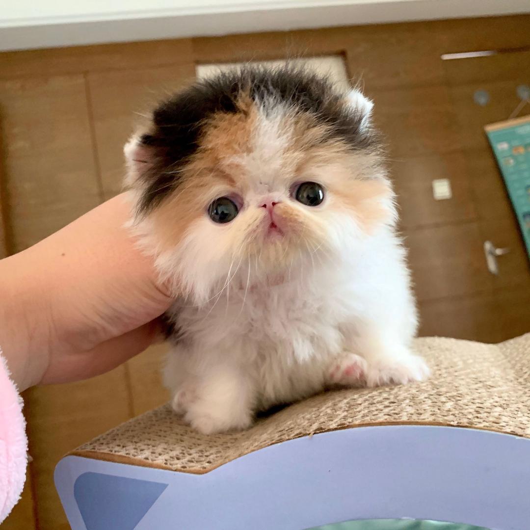 罐罐不胖