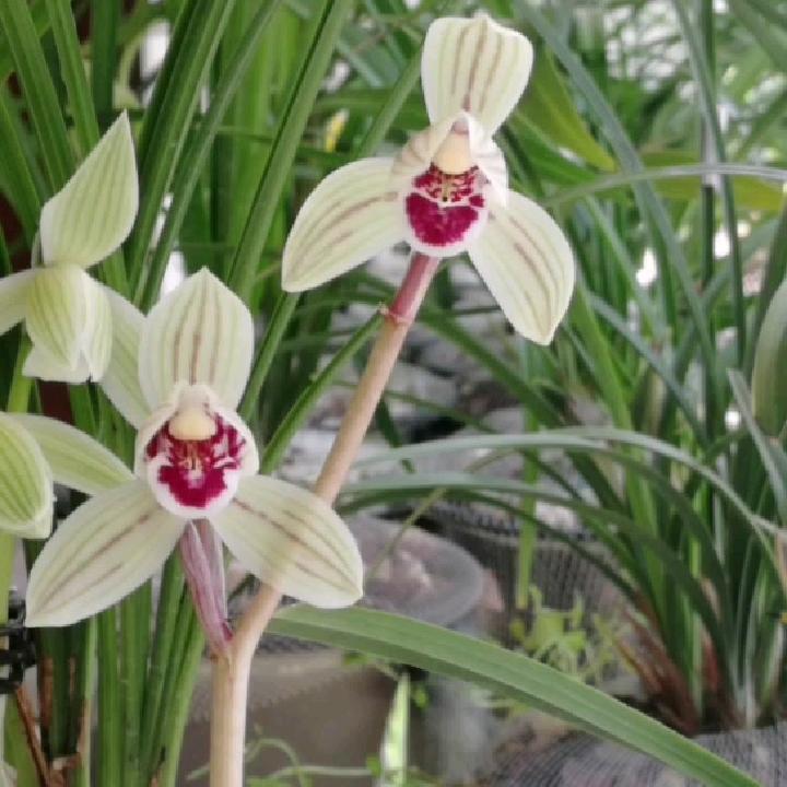 兰花又已开