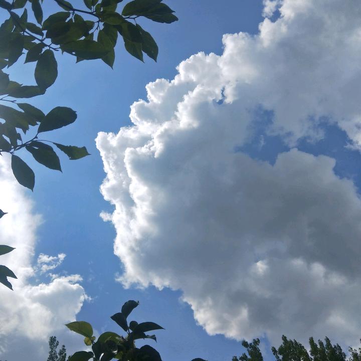 峰哥