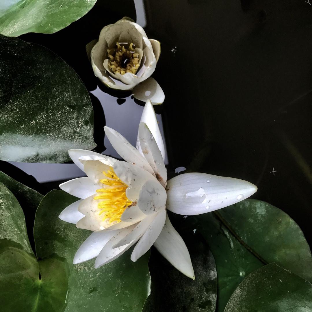 快乐的笨小鸟