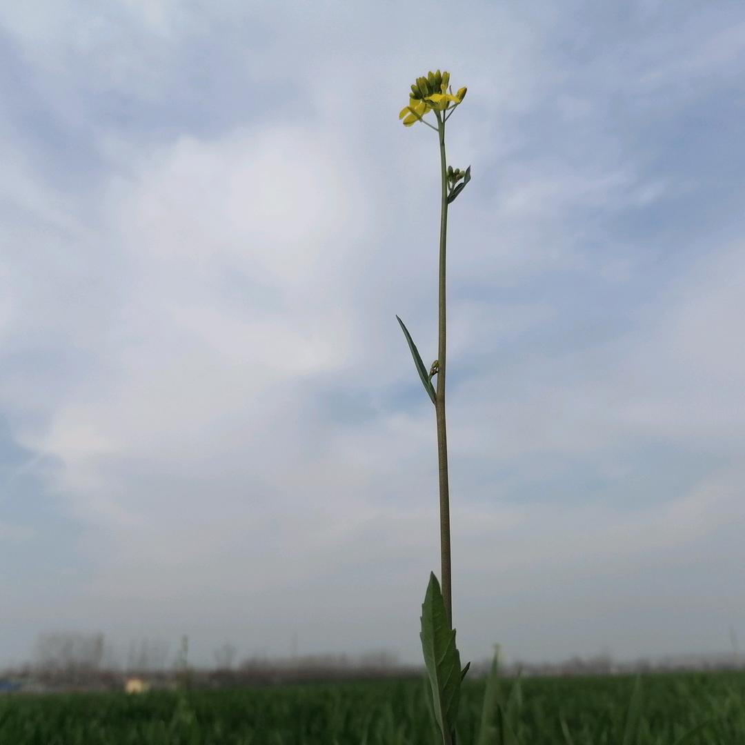 双雁双飞