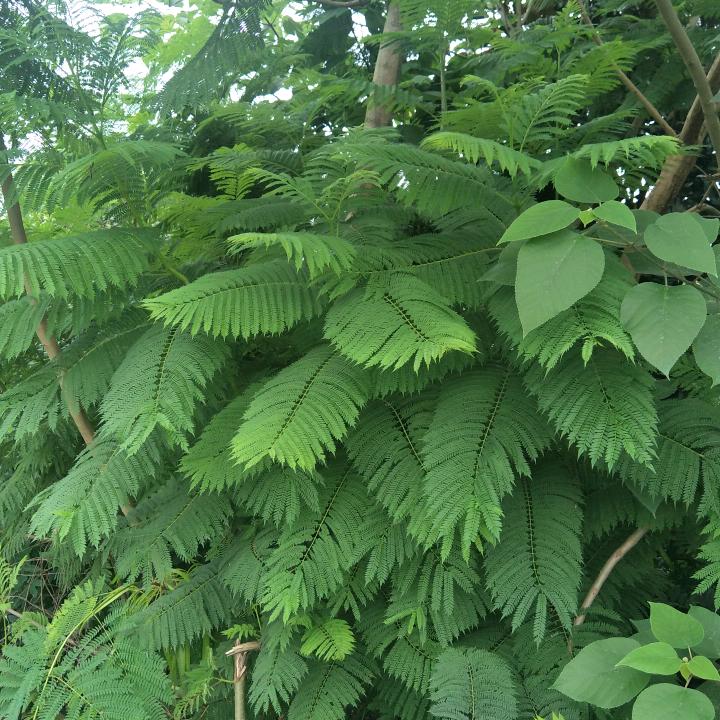 兰小洪