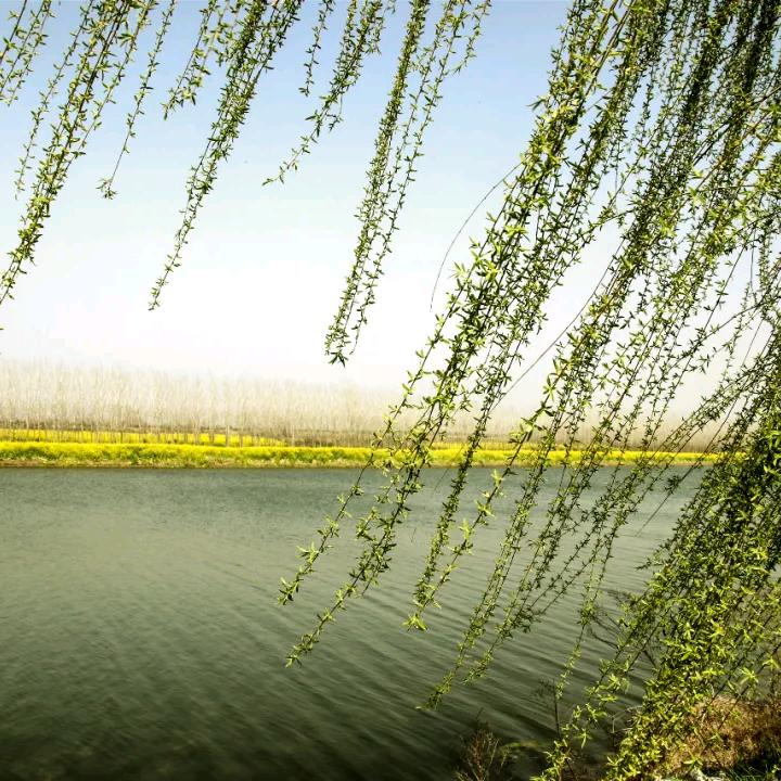 清风拂杨柳