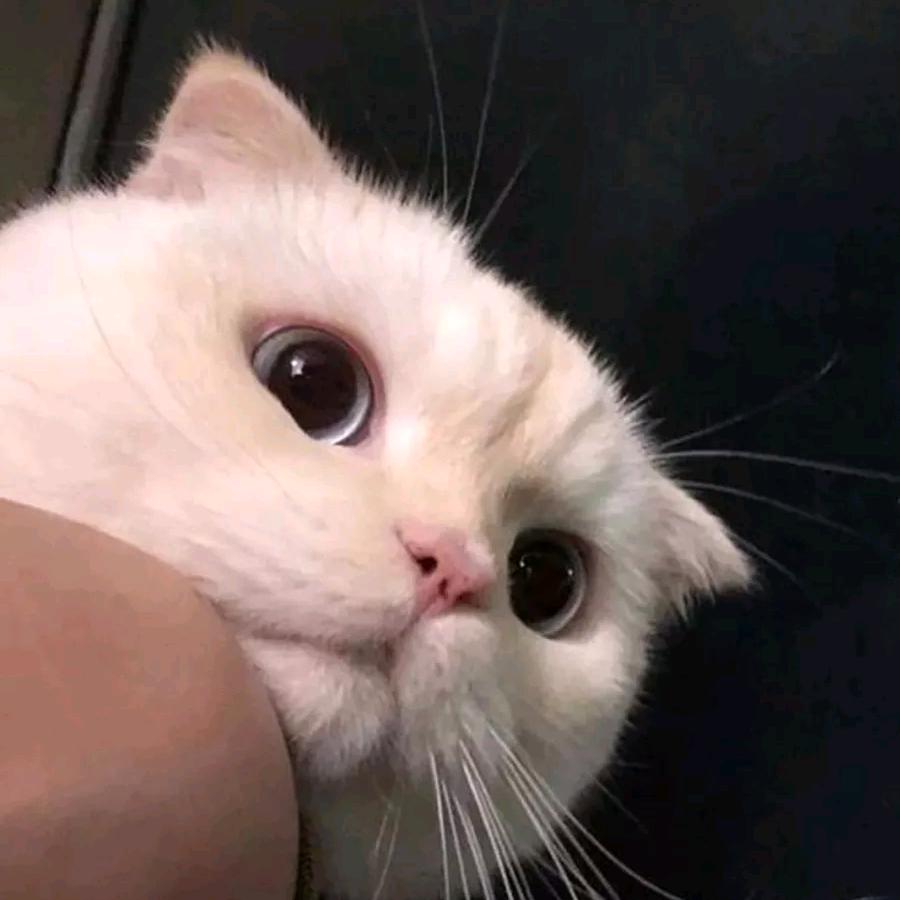 🌈午后的猫🍃