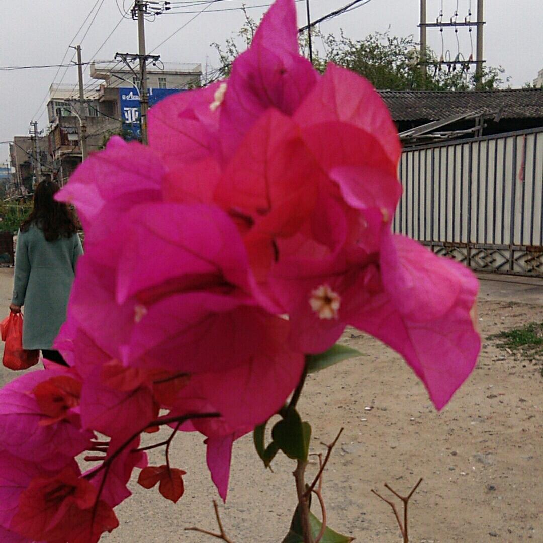 用户🍀💗梅🌸🌼🌾