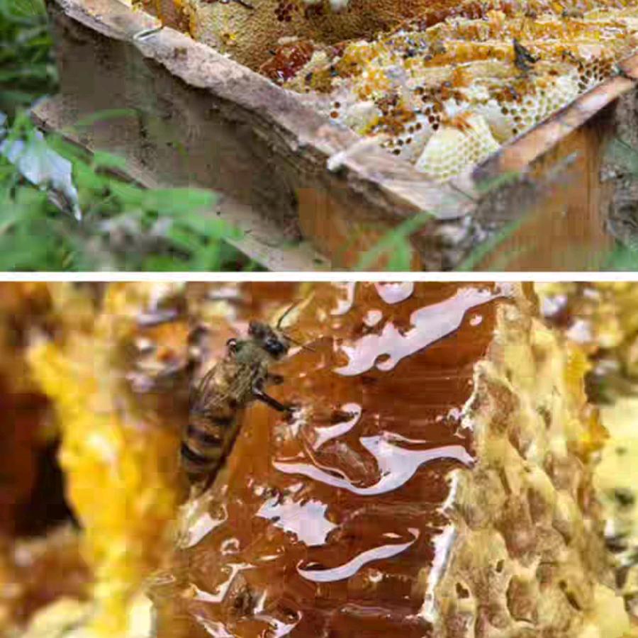 刘蜂子业余养蜂