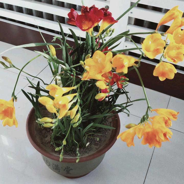梅瑄彤德